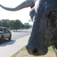 Moo.